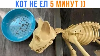 КОТ, КОТОРЫЙ НЕ ЕЛ 5 МИНУТ ))) Приколы | Мемозг 1786