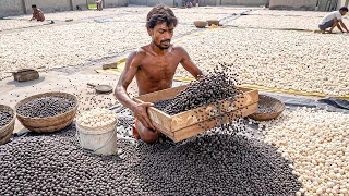 Traditional Fox Nut Processing | How Makhana is Made