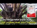 Lagu Cara menggunakan pupuk pembesar buah sawit ( KCL) di kebun sawit agar buah sawit maksimal