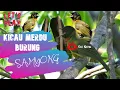 Kicau Kristal Burung SAMYONG