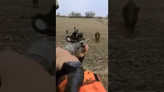 صيد الخنزير البري بي السلاح 