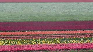  ل ا ي ك ل  ف  الل  ه  ن ف س ا إ ل  ا و س ع ه ا  أحمد العجمي دندنها
