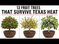 13 Fruit Trees That Survive Texas Heat That Nobody Plants