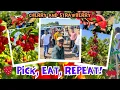 Sweet Day Out Strawberry Cherry Picking with Friends Three Nunns Farm Brentwood