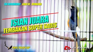 murai juara isian tembakannya super pedas shama bird indonesia