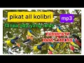 Download Lagu MP3 SUARA PIKAT SEMUA KOLIBRI‼️. pikat sogon. pikat kolibri kelapa dll, pikat burcil ampuh anti zonk