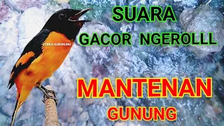 suara burung mantenan gunung gacor ngerolll stbkicauburung 