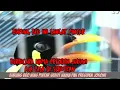 Download Lagu VIRAL BURUNG BEO NIAS BISA SEBUT NAMA PAK JOKOWI