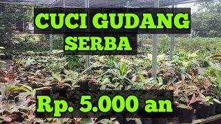 Download AGLONEMA TURUN HARGA | CUCI GUDANG AGLONEMA SPECIAL DI KEBUN SENDIRI HARGA SUPER MURAH MP3