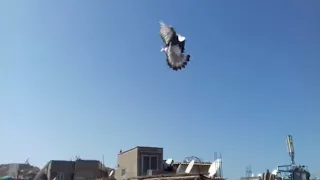 ذكر قلاب تركي تاكلا من حمامي My Takla Turkish Tumbler Old Cock 