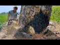 Download Lagu Lightning and strong wind accompany the felling of this tree‼️