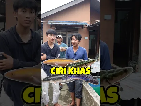 INI TOMAN MONSTER ASLI SUNGAI MUSI YANG TERTANGKAP DALAM JEBAKAN