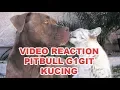 Download Lagu Anjing P!tbull Gig!t Kuc!ng - Video Reaction