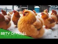 15 Best Chicken Breeds That Thrive in Cold Climates Wildlife Documentary BBTV
