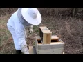 Step by Step Guide Starting a Bee Hive with boxed bees Tutorial Beginners Guide