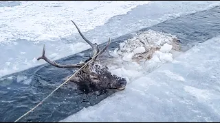 RESCUE Freezing Giant DEER in Frozen SIBERIA Lake