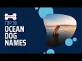30 Adorable Ocean Dog Names That Will Make You Smile PetPress