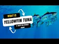What Is A Yellowfin Tuna And 10 Facts You Should Know