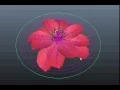 Maya Flower Bloom Rig