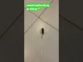 Download Lagu Lucu curut || #viralvideo #reels #shortvideo #shorts #wow #viral #tiktok #like #tikus #mouse #pets