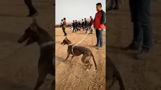 كلب السلوقي 