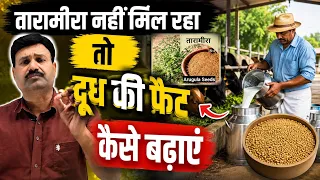 तारामीरा नहीं मिल रहा तो दूध की फैट कैसे बढ़ाएं 👉🏻 दूध की फैट कैसे बढ़ाएं