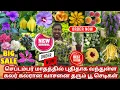 Download Lagu செப்டம்பர் மாதத்தில் கலர் கலரான வாசனை பூ வகை செடிகள் புதிதாக வந்துள்ளது PART-I