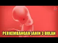 Download Lagu Perkembangan Janin 3 Bulan yang Ideal