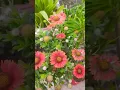 gaillardia flower plant blanket flower plant different color verity summer plant