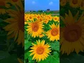 Download Lagu Sunflower garden.🌻 |#sunflower #garden #status #shorts