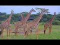 LIVE Safari Webcam Maasai Mara Kenya African Wildlife at Mara Bushtops