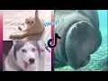 Wee Meme TikTok Compilation pt 3 2021 Try not to laugh me voy a matar wii