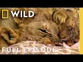 Lagu King Slayer Showdown (Full Episode) | Animal Fight Night | Nat Geo Animals
