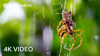 Predator vs Prey Showdowns Narrated by Sir David Attenborough | 4K UHD | BBC Earth