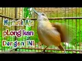 Download Lagu pelanduk semak ngriwik Aja plong kan dengan pancingan ini