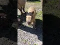 Download Lagu Capybara and baby bara (video by: @amazinganimalsinc)