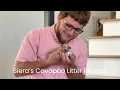Siera s Cavapoo Litter Reveal