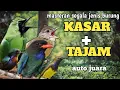 Download Lagu masteran burung kasar tembakan rapat auto di lirik juri