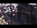 Download Lagu SAKURA NAGASHI 桜流し - 宇多田ヒカル (Quiet Version) - (Sam Yung ft. YABISI)
