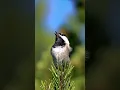 Download Lagu Dengarkan Panggilan Burung Chickadee Topi Hitam yang Menggemaskan!