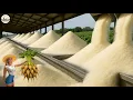 Download Lagu CÓMO se PRODUCEN MILLONES de TONELADAS de AZÚCAR a PARTIR de REMOLACHA AZUCARERA en la FÁBRICA🌱🏭