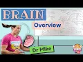 Overview of the Brain