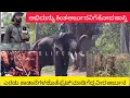 Download Lagu ಕಾಡಾನೇಗಳ ಕಾದಾಟದಲ್ಲಿ ಅರ್ಜುನ  | arjuna elephant fighting video | abhimanyu fight video