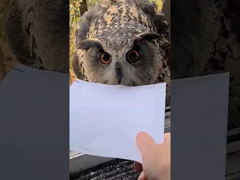 QUE CARTA A CORUJA TROUXE PARA ELA? 🦉😳 #shorts #incrível #coruja