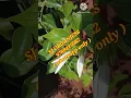 Download Lagu #exotic #gardenflower #gardening #flower