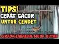 Download Lagu Cara Rawat Cepat Gacor Cendet GIRAS/GLABAKAN/MUDA HUTAN VERSI BANG UCUP