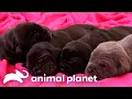 Mastiff Puppies Play Hide and Seek Too Cute Animal Planet