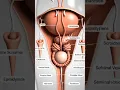 Lagu Male Reproductive System in Seconds | 3D Animation #shorts