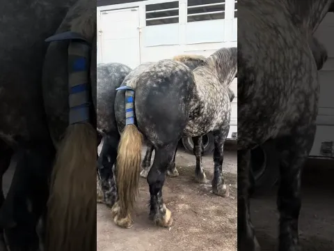 #horse#equestrian#animals#comedy#shorts#donkey#breeding#asmr#pets