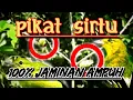 Download Lagu Suara pikat burung sirtu menjerit || 100% dijamin ampuh